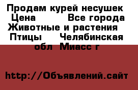 Продам курей несушек › Цена ­ 350 - Все города Животные и растения » Птицы   . Челябинская обл.,Миасс г.